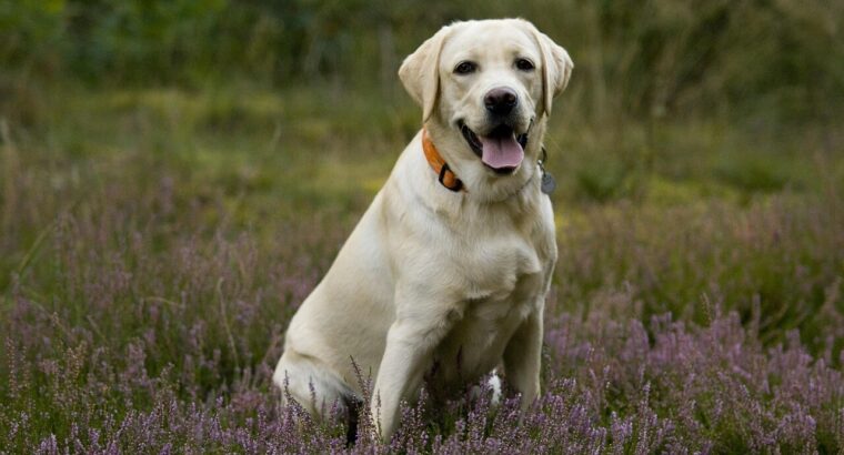 Adorable Labrador Puppies for Sale – Vaccinated & Healthy!